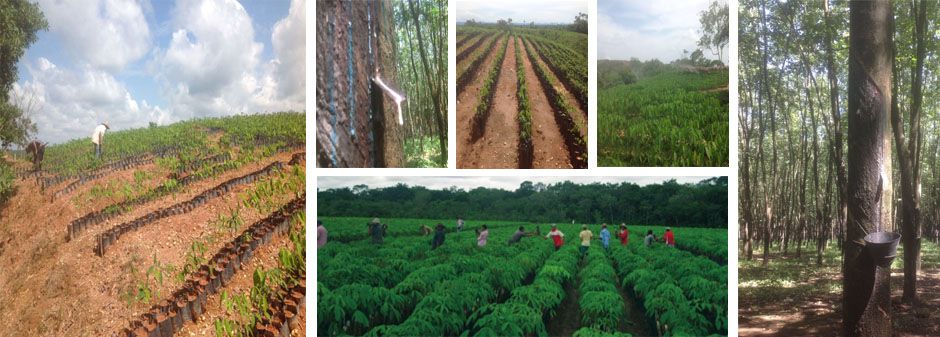 Varias imágenes muestran un vivero y una plantación de árboles con trabajadores inspeccionando las plantas.